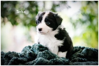 Border Collie, Border Kolia s PP FCI - 19