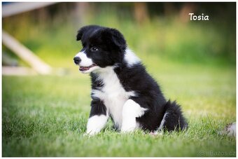 Border Collie, Border Kolia s PP FCI - 19