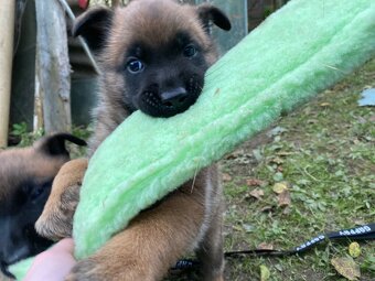 Belgický ovčák - Malinois - 19