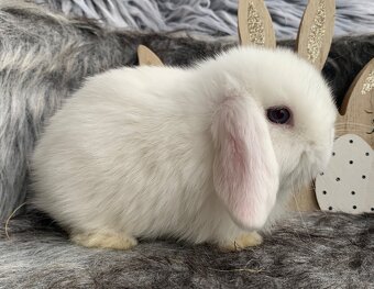 ❤️❤️Minilop Kralicek Beránek k rezervaci ⭐️⭐️ - 19