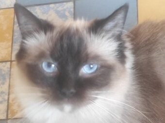 Ragdoll kocourek bez PP - 19