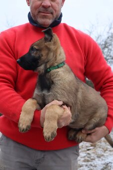 Německý ovčák štěňata s PP, work line, - 19