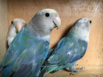 Agapornis růžohrdlý 🦜 - 19