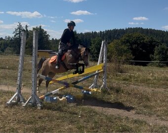Kobyla Welsh mountain pony - 19