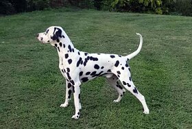 Dalmatin štěně s PP - 19