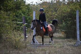 Pony kobylka kategorie S - 19