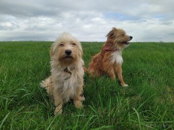 Štěňátka křížence MOMENTÁLNĚ VŠICHNI REZERVOVÁNI - 19