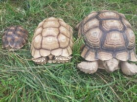 Želva ostruhatá mláďata různé velikosti - 19