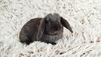 Zakrslý beránek, králíček, králík - ELLA - 19