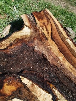 Ořechové solitérní fošny na epoxid - 19