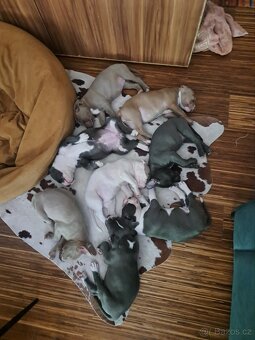 American Bully XL ŠTĚŇATA K ODBĚRU - 19