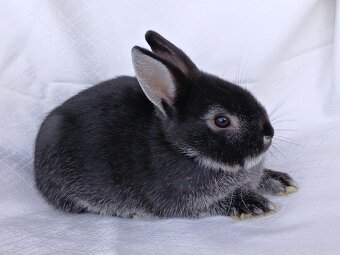 Zakrslí beránci a bílopesíkatí králíčci s rodokmenem - 19