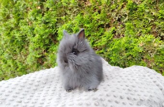 Zakrslý králík, králíček - TEDDY - OLAF, OLIVER, OLINA - 19