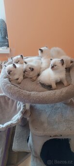 Ragdoll kotatka - 19