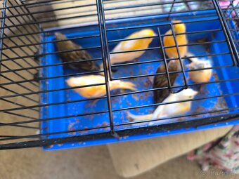 Prodám zebry chůvy,kanáři. - 19