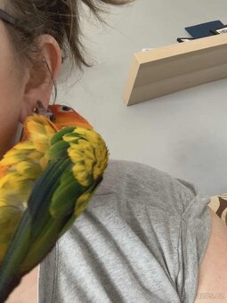 Prodám pár Aratingy sluneční - POUZE JAKO MAZLÍČKY - 19