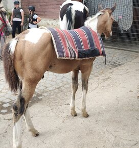 Luxusní PAINT Horse plemeník, DOUBLE HOMOZYGOT - 19