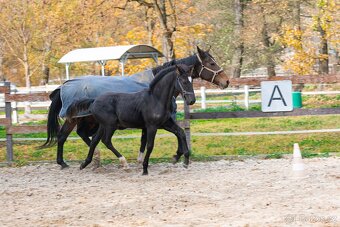 Nádherný hřebeček po Warness ZH - 19