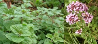 Odolné přebytky ze zahrady - 19