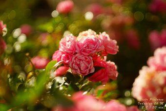 Dálkoměrný FED 3 + Industar 26M (2.8/50 mm) - 1961 - 19