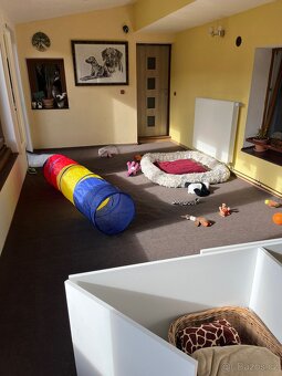 Rhodéský Ridgeback- štěňata s PP, odběr koncem listopadu - 19