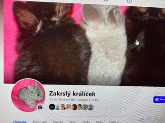 MORČATA, ZAKRSLÍ KRÁLÍCI - 19