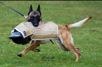 Belgický ovčák malinois - 19