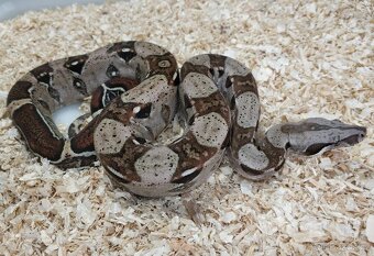 Boa imperator- Sharp Sunglow 66% het Sterling,Hypo Sterling - 19