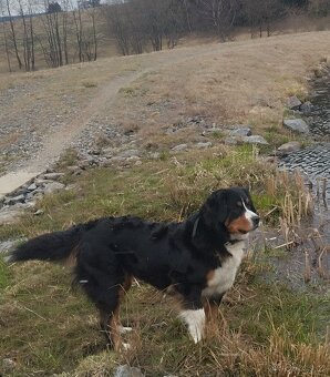 FENKA- KŘÍŽENEC, BERNSKÝ SALAŠNICKÝ X LABRADOR - 19