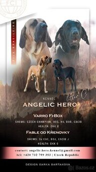 Brazilská fila - 19