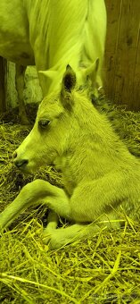 Letošní hřebeček - 19