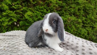 Zakrslý beránek, králíček, králík - HENRY - 19