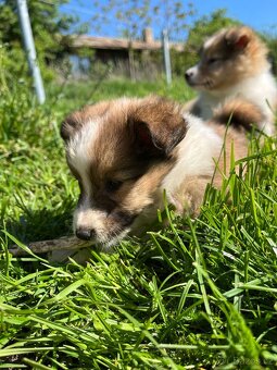 Štěňátka Sheltie/Šeltie bez PP - 19