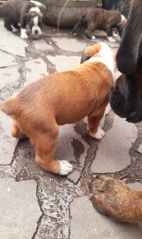 Zlatý pejsek Německý Boxer - 19