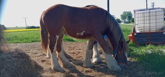 Drum horse hřebec, matka Shire horse, otec irský cob - 19