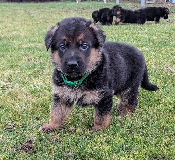 Německý Ovčák, Štěňata s PP exteriérová linie - 19