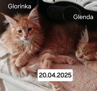 Mainska mývalí koťata s PP - 19