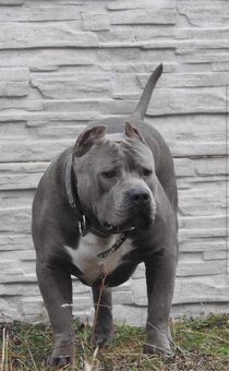 American Bully XL - 19