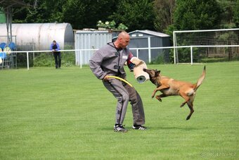 Belgický ovčák malinois s PP - 19