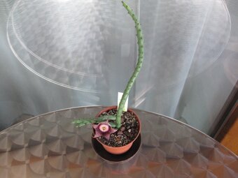 Kaktusy a sukulenty 30 Kč za kus - 19