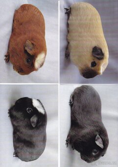 pohledy zvířat - 19