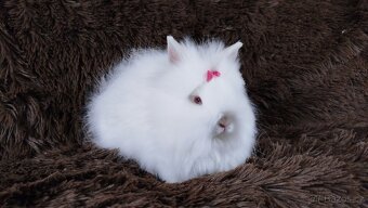 Zakrslý králík, králíček -(TEDDY)-HEIDY - 19