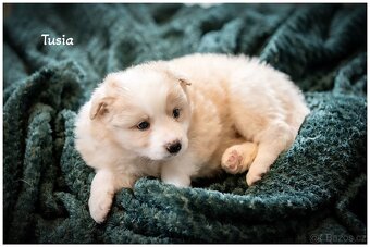 Border Collie, Border Kolia s PP FCI barva ee red - 19