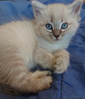 Maciatka ragdoll na odber - 19