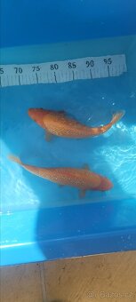 Prodam KOI pouze uznavane variery - 19
