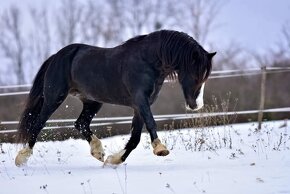 Připouštění Welsh cob - D - 19