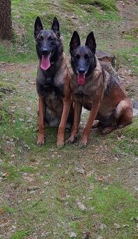 Belgický ovčák malinois s PP - 19