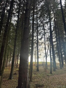 Prodej lesního pozemku k.ú. Francova Lhota