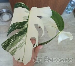 Monstera albo variegata řízek