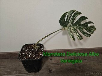 Monstera albo variegata